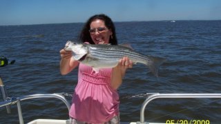 Chesapeake Bay Nice Rockfish 2 #42