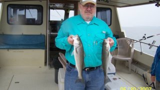 Chesapeake Bay Nice Rockfish 2 #4