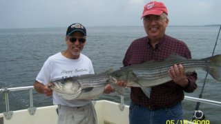 Chesapeake Bay Nice Rockfish 2 #27