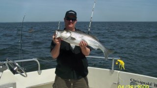 Chesapeake Bay Nice Rockfish 3 #19