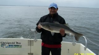 Chesapeake Bay Trophy Rockfish 4 #61