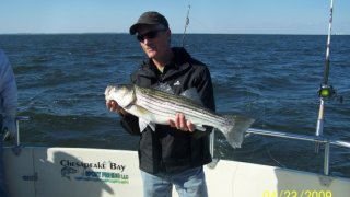 Chesapeake Bay Nice Rockfish 3 #8