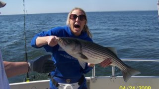 Chesapeake Bay Trophy Rockfish 4 #43