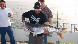 Chesapeake Bay Trophy Rockfish #20