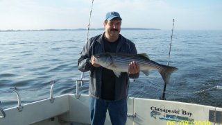 Chesapeake Bay Nice Rockfish 2 #17