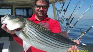 Chesapeake Bay Trophy Rockfish 4 #17