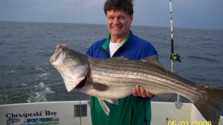 Chesapeake Bay Trophy Rockfish 4 #70