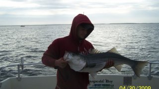 Chesapeake Bay Trophy Rockfish 4 #56