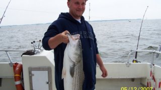 Chesapeake Bay Nice Rockfish #35