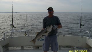 Chesapeake Bay Nice Rockfish 2 #15