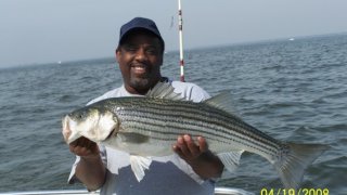 Chesapeake Bay Nice Rockfish 2 #12
