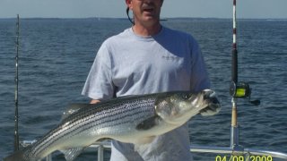 Chesapeake Bay Trophy Rockfish 4 #1