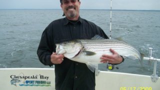 Chesapeake Bay Trophy Rockfish 3 #23