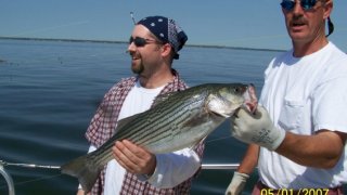 Chesapeake Bay Trophy Rockfish 3 #30