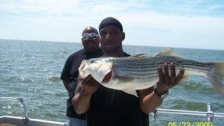 Chesapeake Bay Nice Rockfish #19