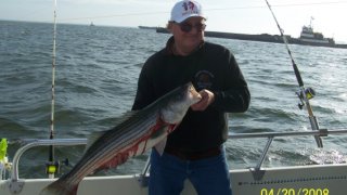 Chesapeake Bay Nice Rockfish #4