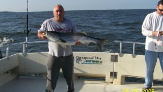 Chesapeake Bay Trophy Rockfish 3 #8