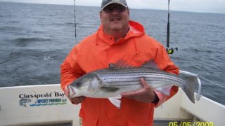 Chesapeake Bay Nice Rockfish 3 #28