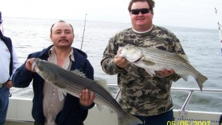 Chesapeake Bay Nice Rockfish #23