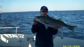 Chesapeake Bay Nice Rockfish 3 #9