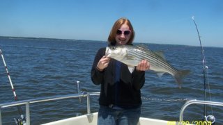 Chesapeake Bay Nice Rockfish 2 #39