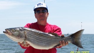 Chesapeake Bay Nice Rockfish #37