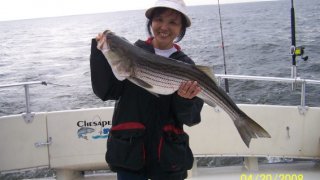Chesapeake Bay Trophy Rockfish #6