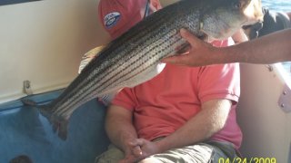 Chesapeake Bay Nice Rockfish 3 #13