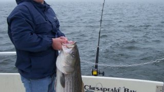 Chesapeake Bay Nice Rockfish #13