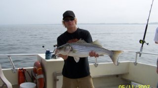 Chesapeake Bay Nice Rockfish #32