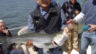 Chesapeake Bay Trophy Rockfish 2 #27