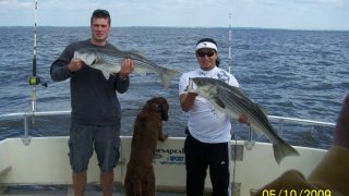 Chesapeake Bay Nice Rockfish 2 #19