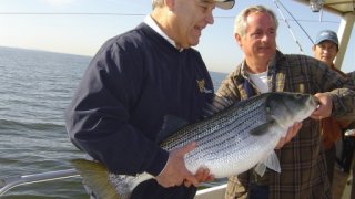 Chesapeake Bay Trophy Rockfish 2 #25