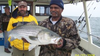 Chesapeake Bay Trophy Rockfish #7