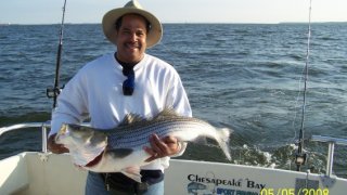 Chesapeake Bay Trophy Rockfish 3 #7